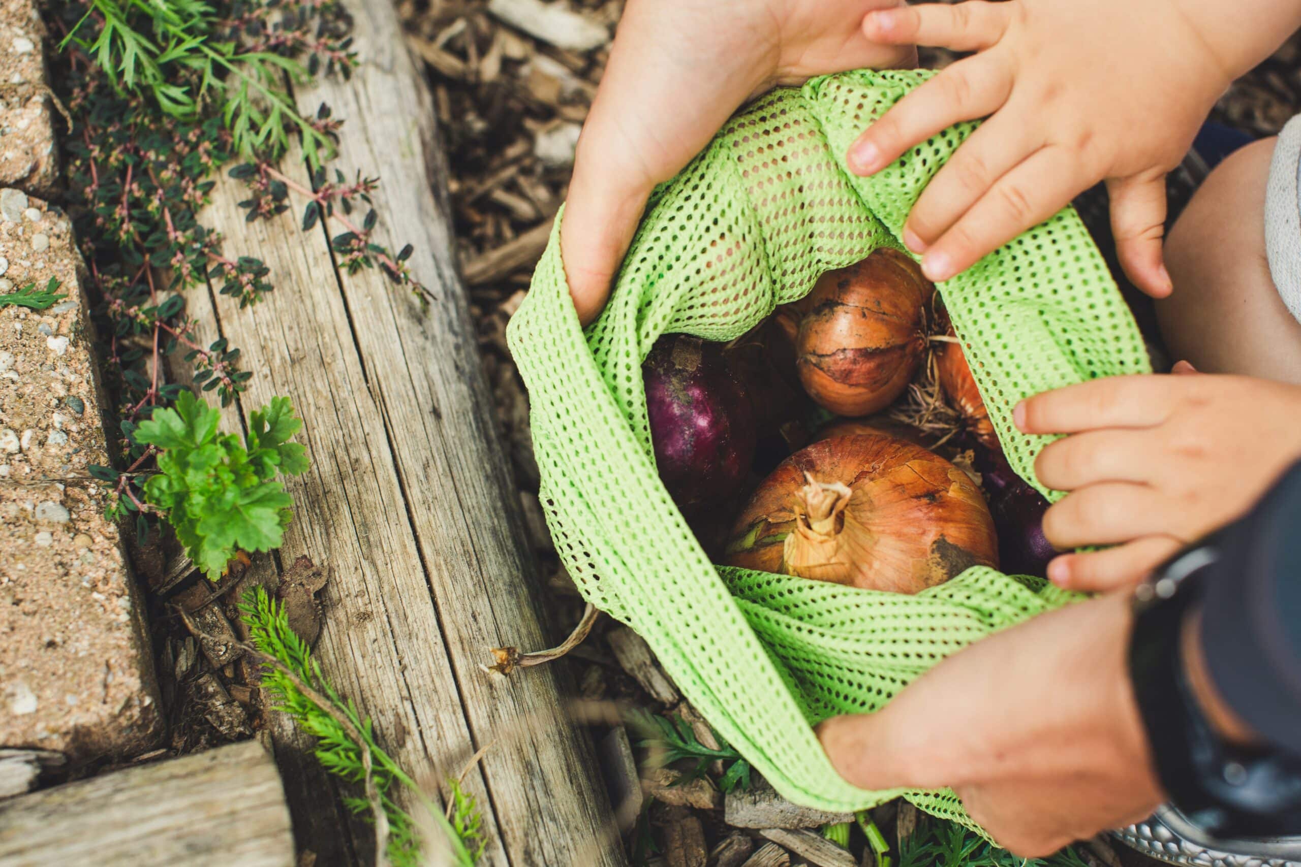 how-long-do-onions-last-after-the-best-before-date-essential-food